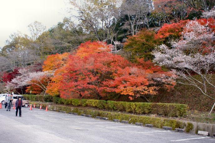 DSC07935.jpg