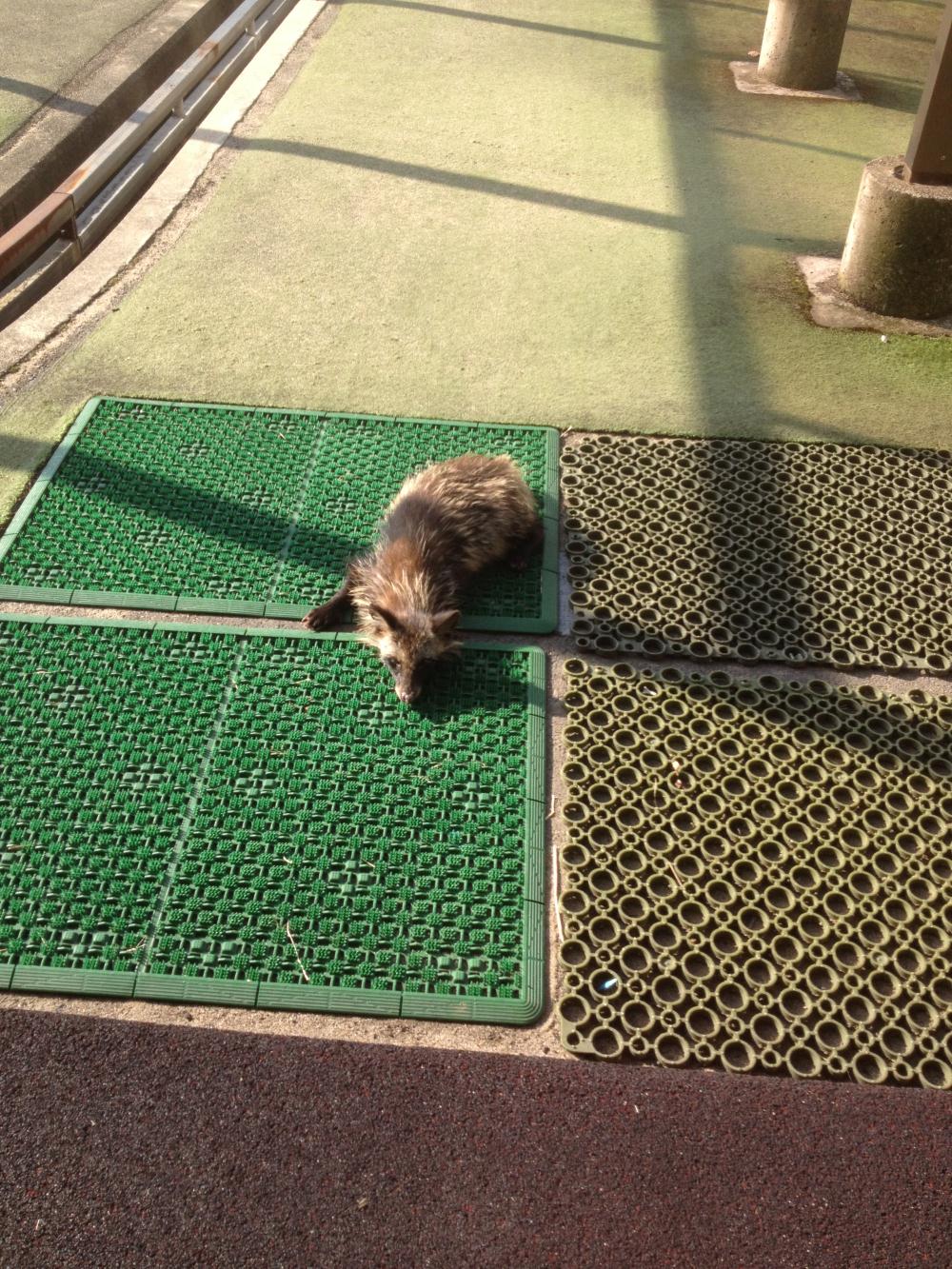 たぬき (2).jpg