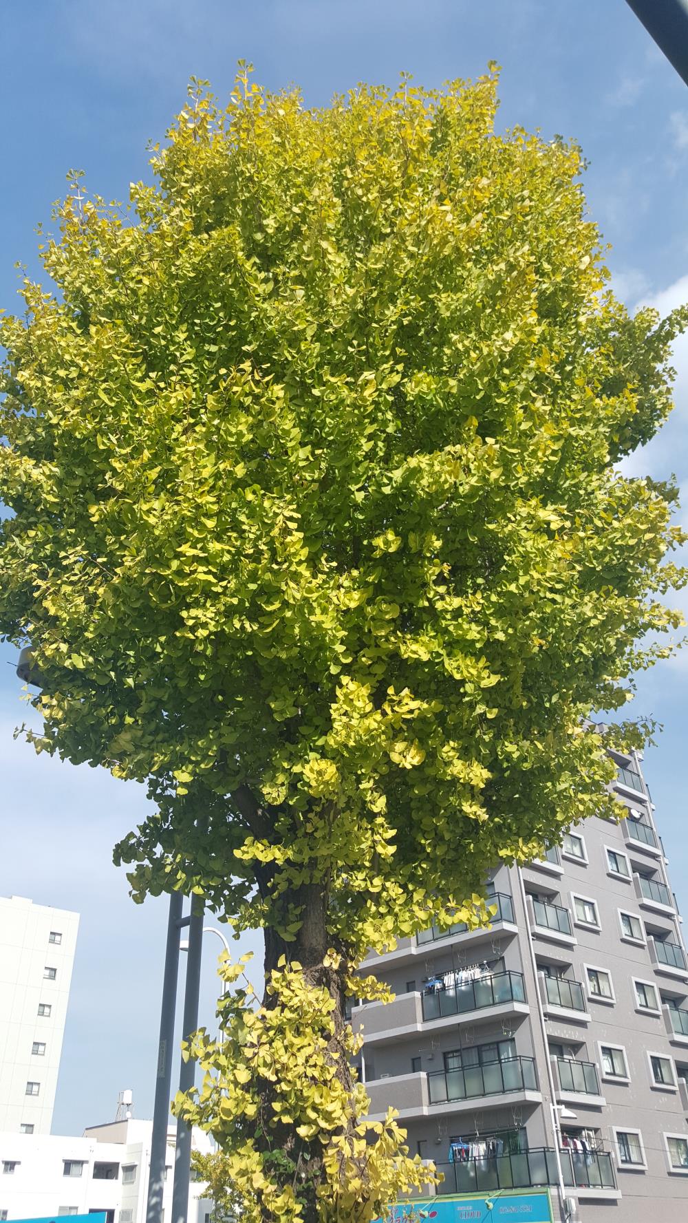 いちょう.jpg