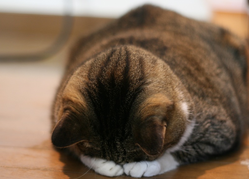 neko0001.jpg