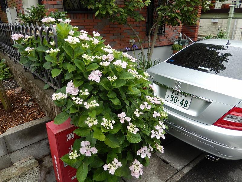 紫陽花.jpg