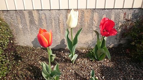 pj_14c79692cc2.jpg