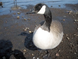 IMG_0784_1.jpg