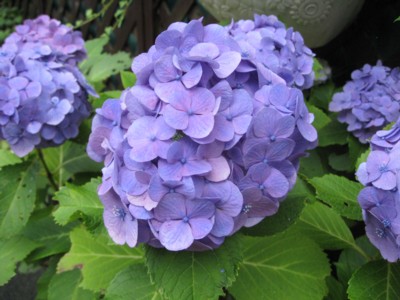 IMG_1170_2.jpg