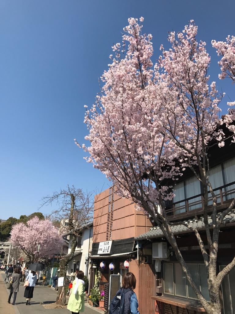 sakura.jpg