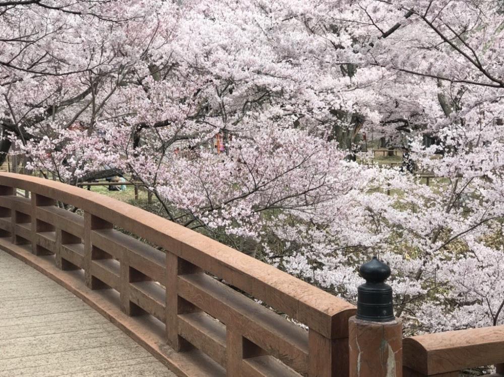 ２桜.jpg