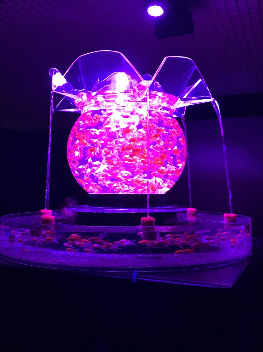 金魚1.jpg