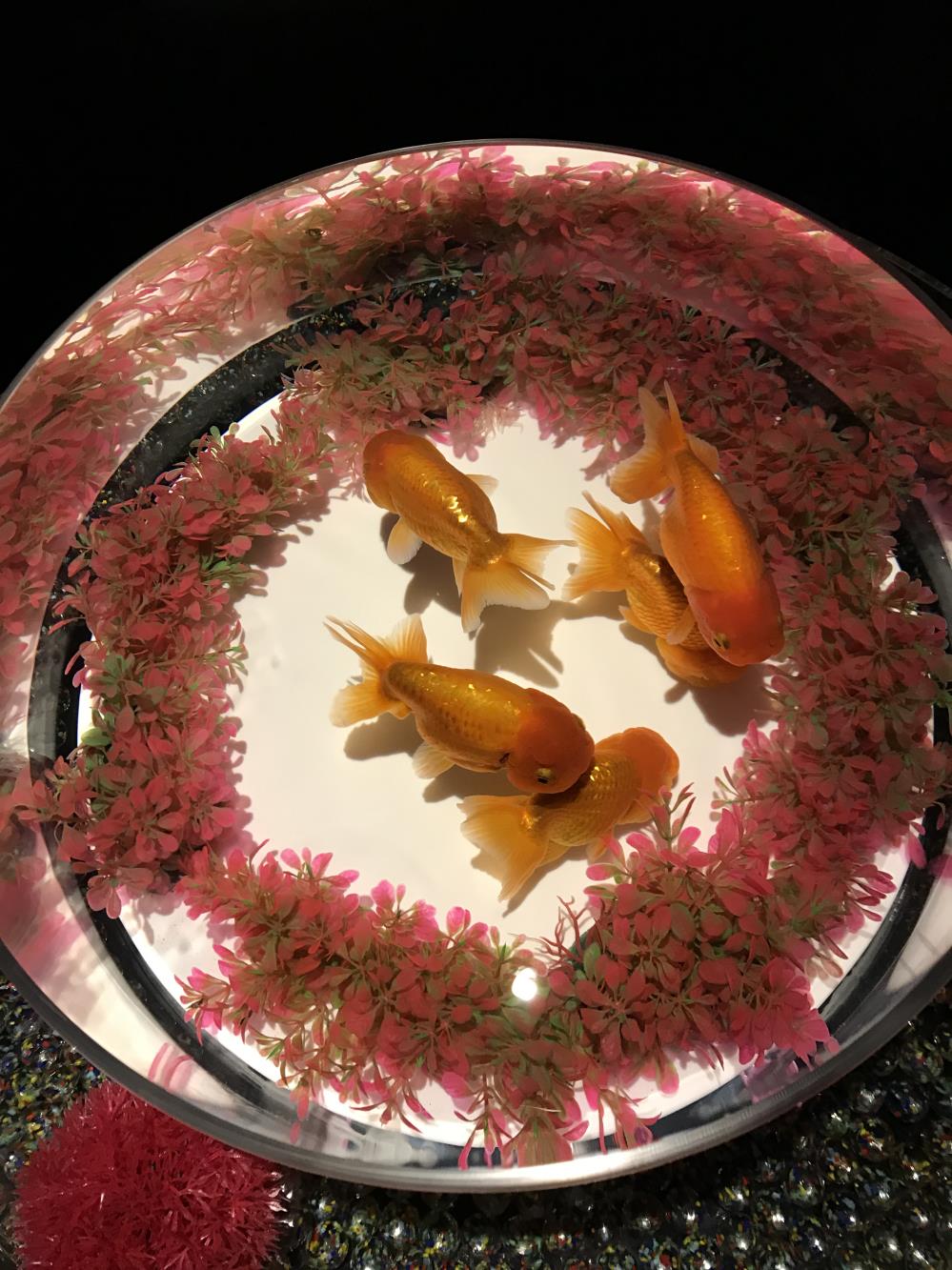 金魚3.jpg