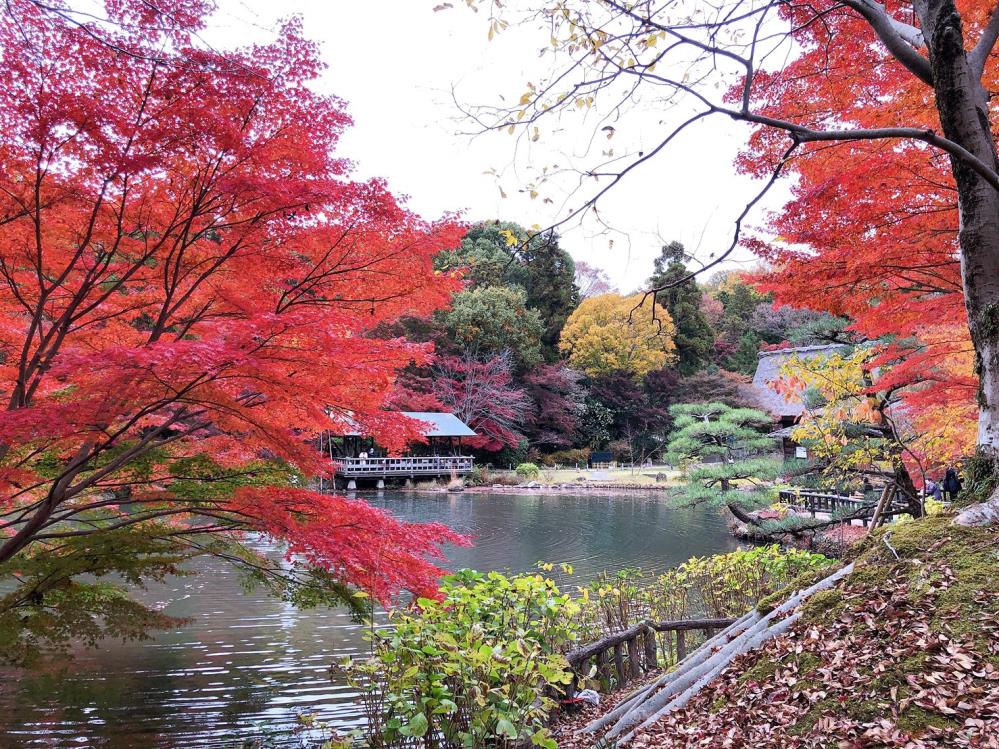 １紅葉.png