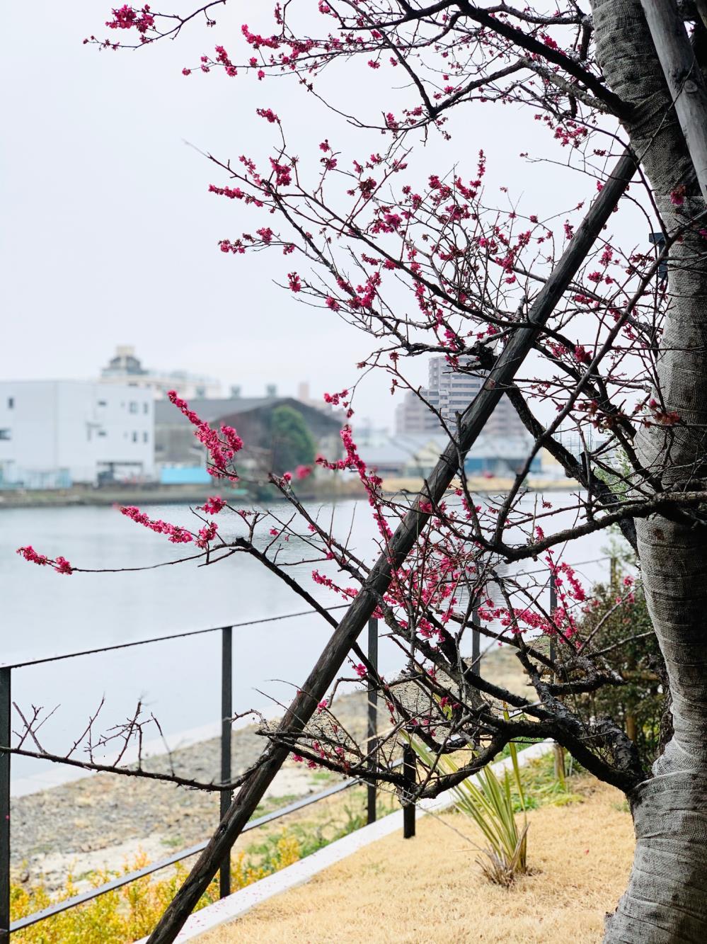 桜2021-1.jpg
