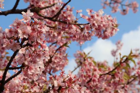 葵桜.jpeg