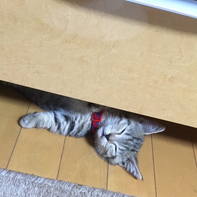ねこちゃん2.jpg