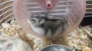 ハム2.jpg