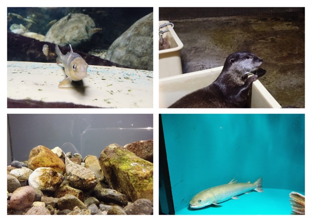 水族館.jpg