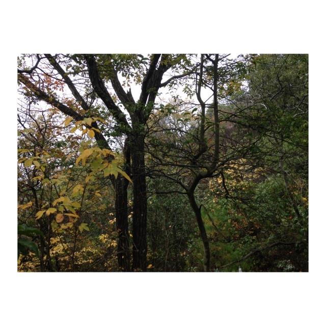 紅葉2.jpg