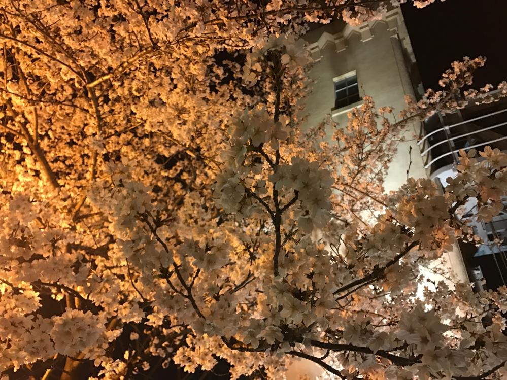 桜中川閘門.jpg