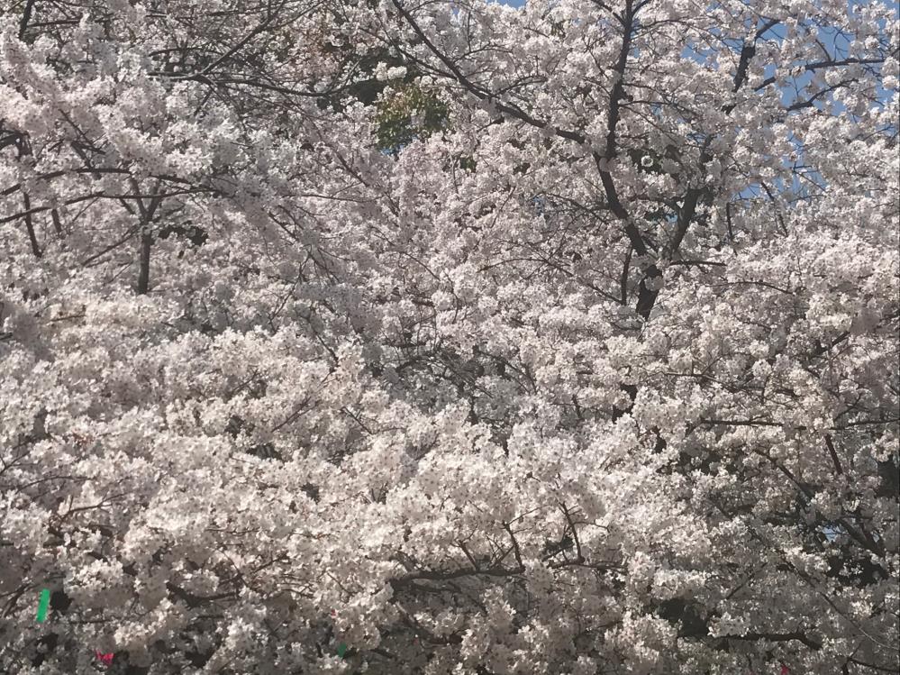 桜鶴舞公園.jpg