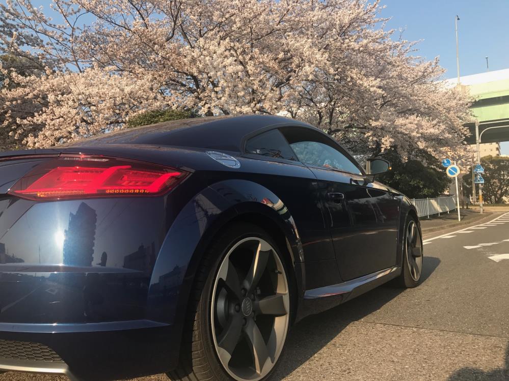 桜TT.jpg