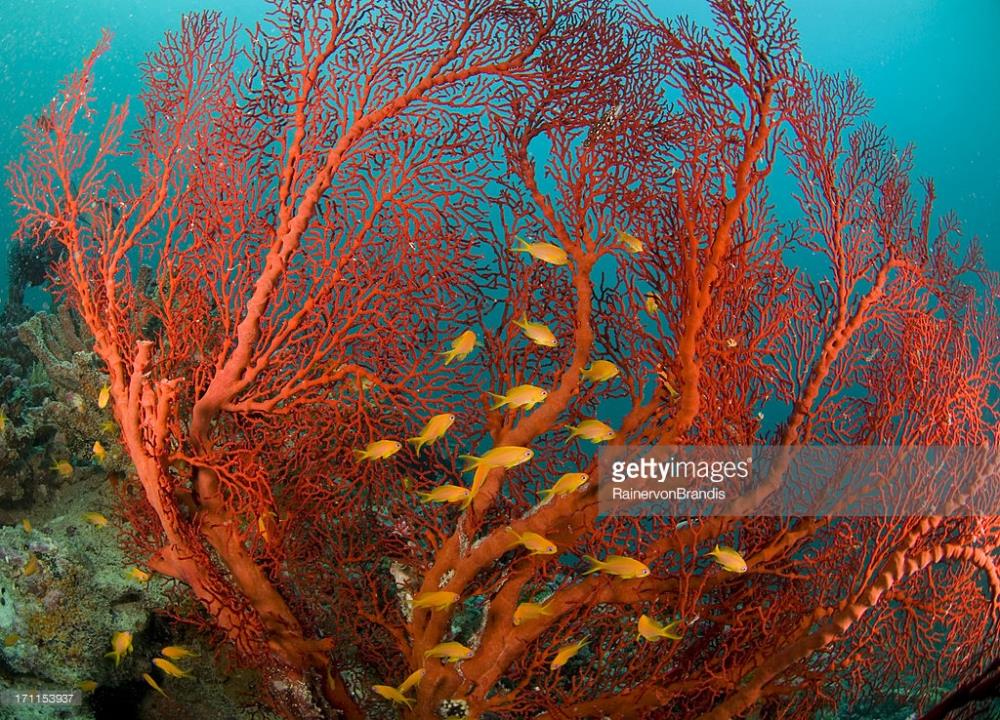 coral2.jpg