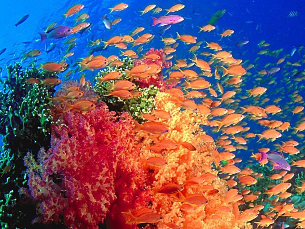 coral3.jpg