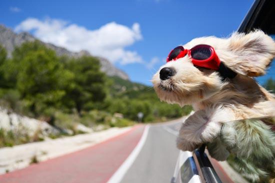 dog_car_summer.jpg