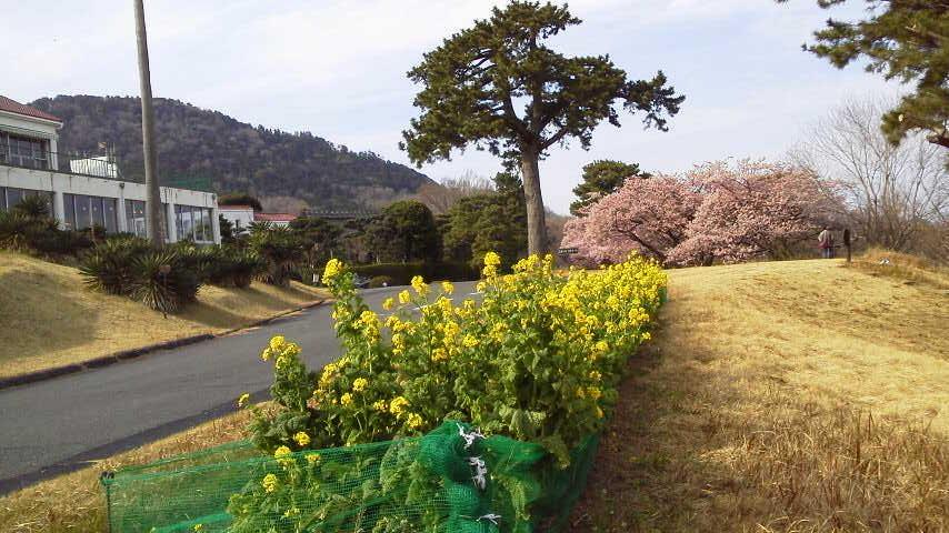 桜と菜の花