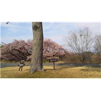 桜満開