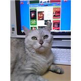 まだインターネットするニャッ！