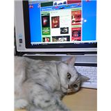 やっちゃだめニャッ！