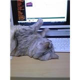 我が家のネコさん