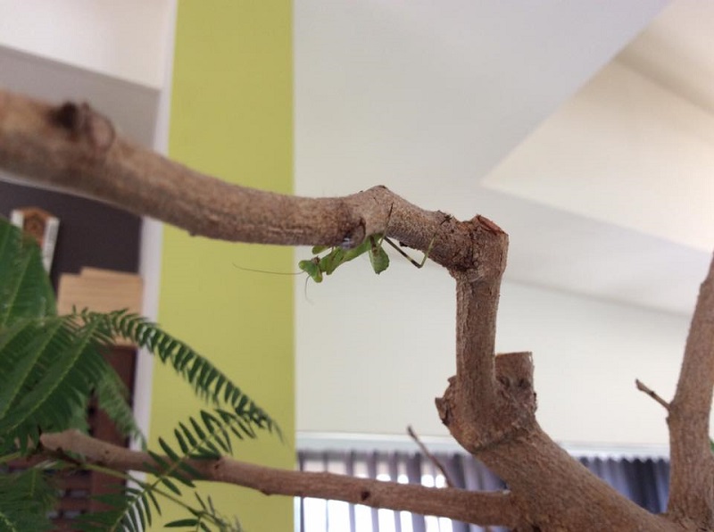 カマキリ.jpg