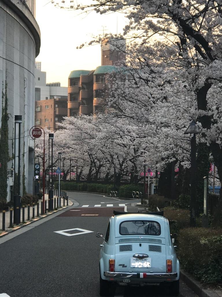 sakura.jpg