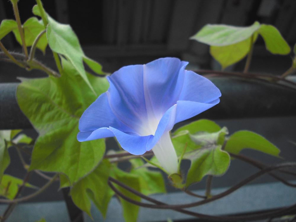 朝顔1