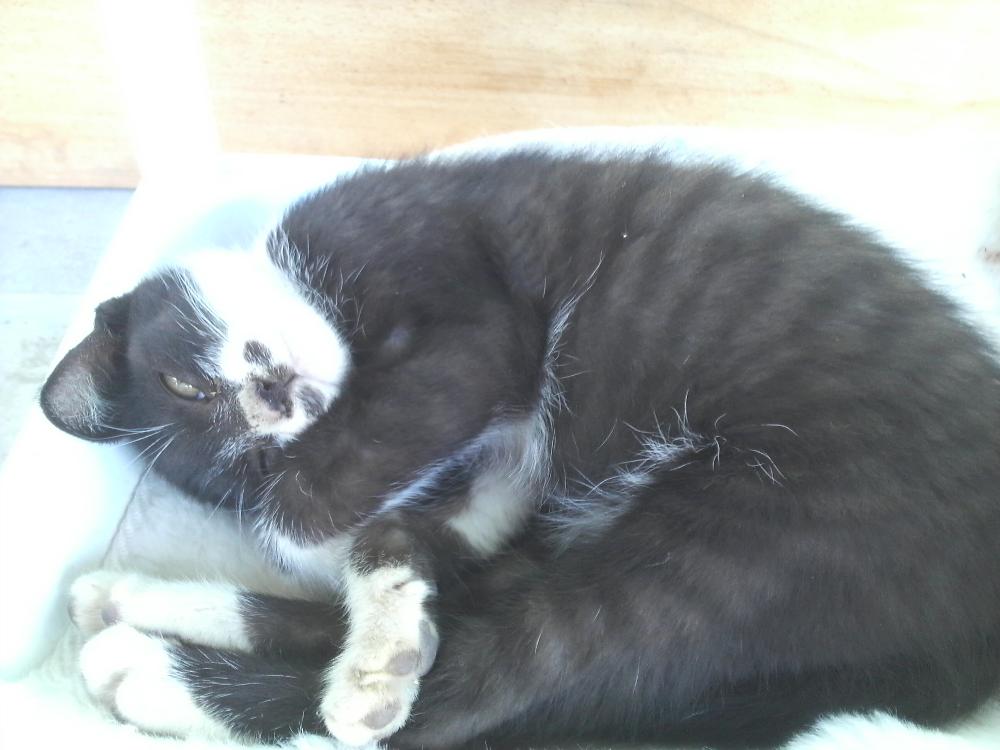 ねこ