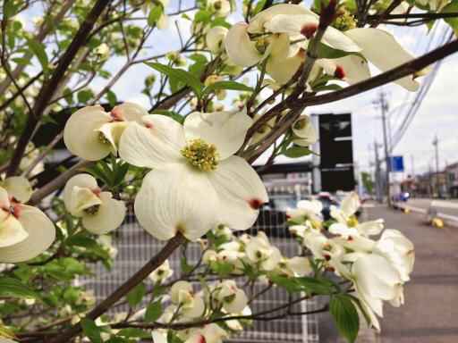 IMG_2005 ハナミズキ-3-thumb-512x384-120729.jpg