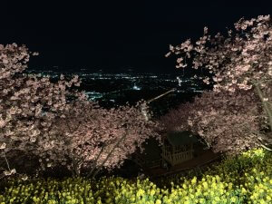 2019年-冬-河津桜-300x225.jpg