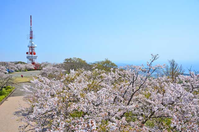 shounan_sakura.jpg