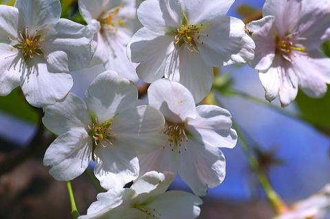 浜離宮恩賜庭園a