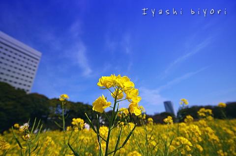 浜離宮恩賜庭園b