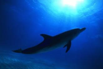 delfin-2-thumb-330x220-115394.jpg