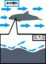 image1IRUKA-thumb-160x222-141626.jpg