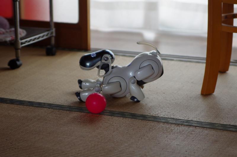 aibo 黒ごまエディション - ONE'S- ソニープロショップワンズ