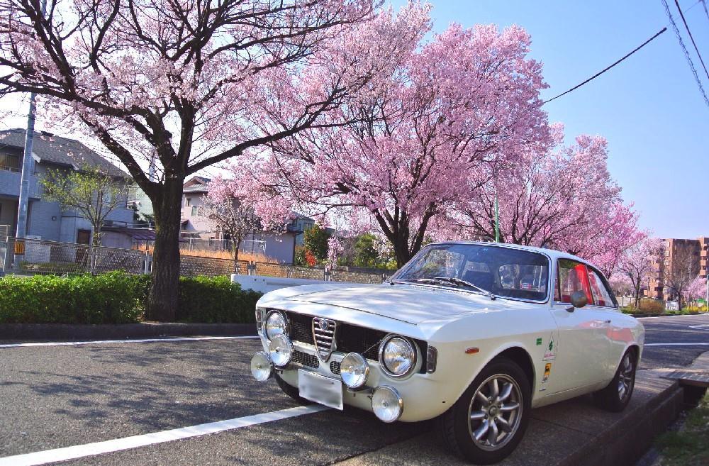 桜01.jpg