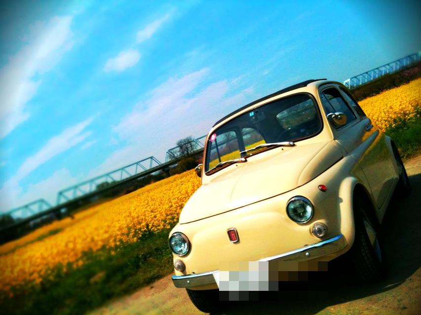 菜の花.jpg