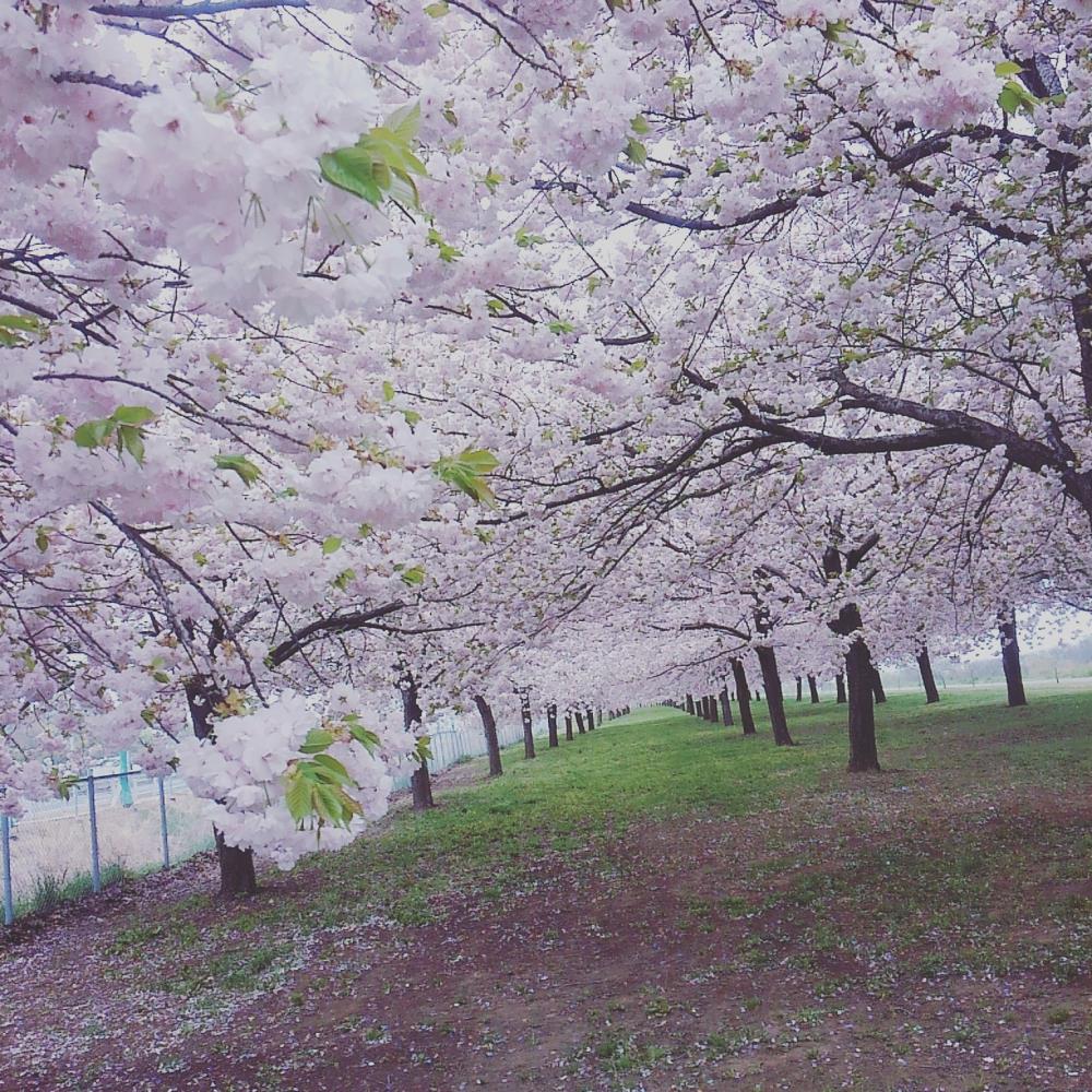 20160424_073017_528_1.jpg