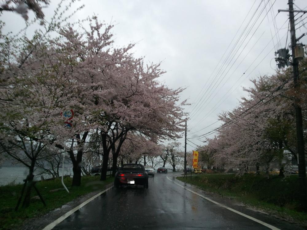 0422サクラ1.jpg